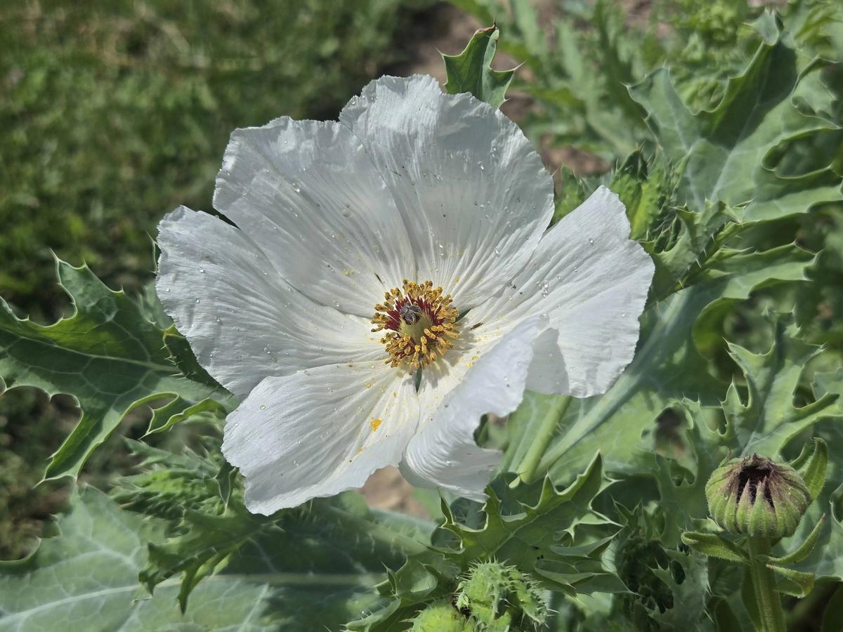 prickly-poppy-argemone-platyceras-garden