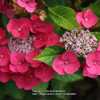 Hydrangea macrophylla 'Papagei'