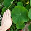 Taken today. MASSIVE nasturtium majus variety that has yet to flo