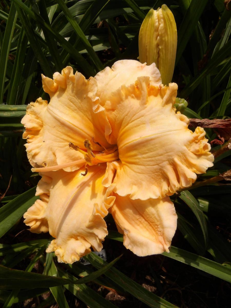 Daylily (Hemerocallis 'Spacecoast Extreme Fashion') in the