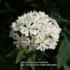 Silene chalcedonica 'Alba'