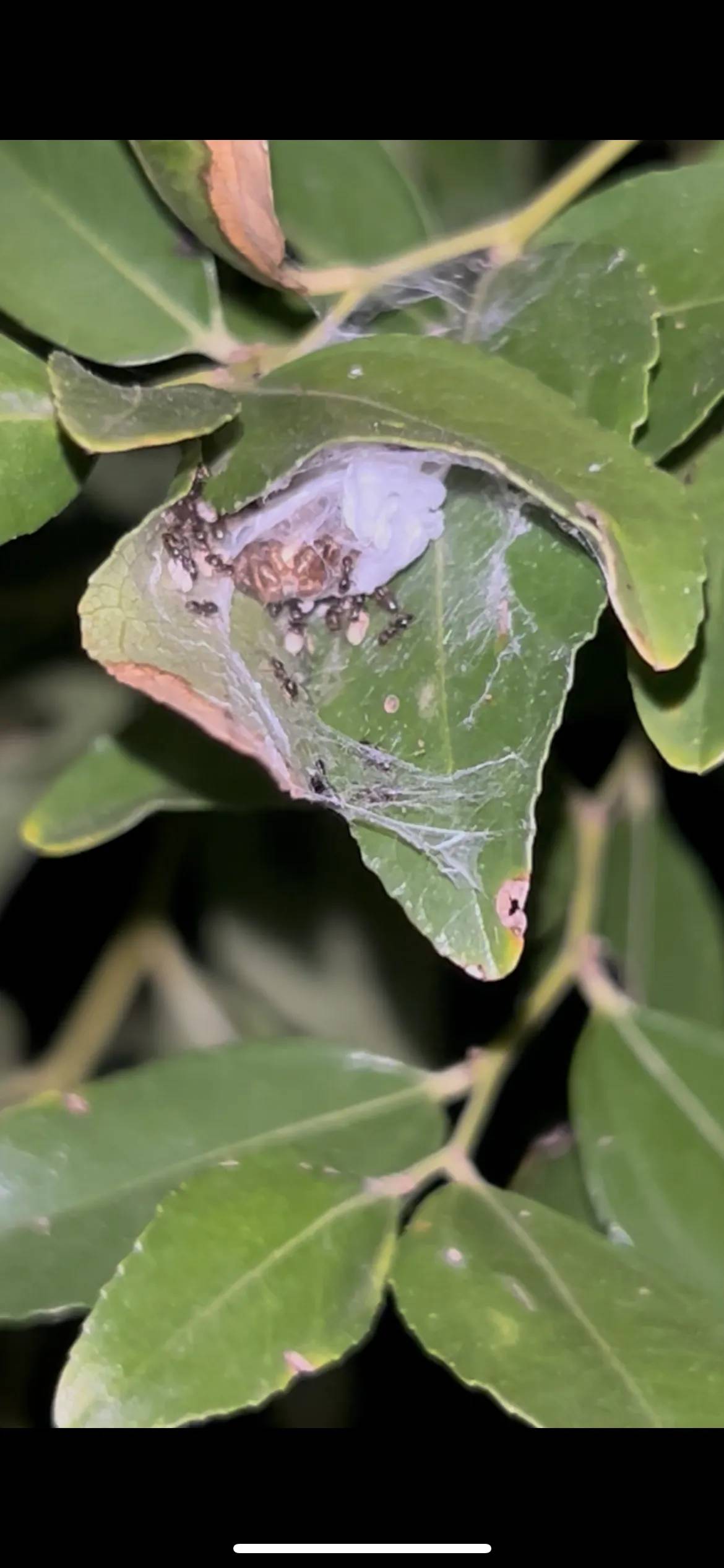 What are these bugs on my Jujube trees? in the Ask a Question forum ...