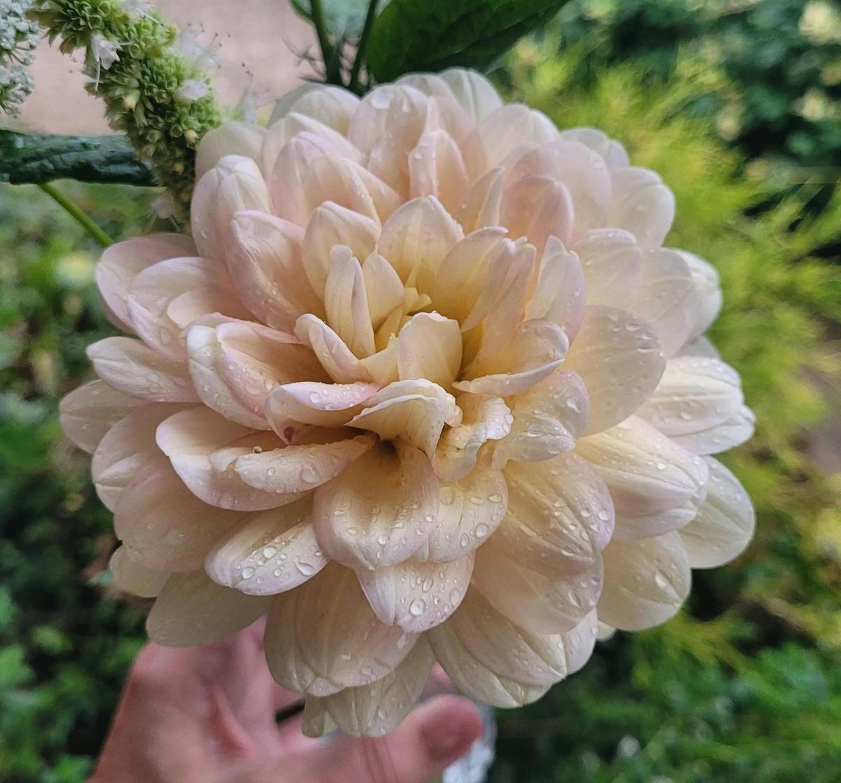 Dahlia 'Day Dreamer' in the Dahlias Database - Garden.org