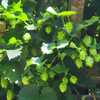 Hops (Humulus lupulus). Hops (Humulus lupulus).