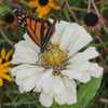 Monarch on Zinnia Monarch on Zinnia