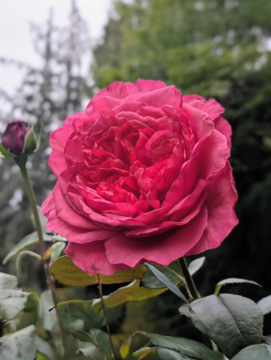 Rose Not Rosa Rose (Rosa 'Loves Me, Loves Me Not') in the Roses Database - Garden.org