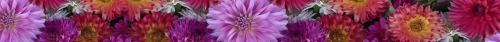 Thumb of 2025-09-08/RootedInDirt/04dc25