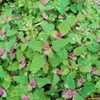 tree spinach, Chenopodium giganteum