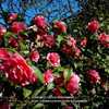Camellia &lsquo;Debbie&rsquo;