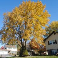 Photo of the fall color of Silver Maple (Acer saccharinum) posted by ...