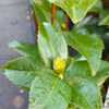 Camellia japonica 'Kramer's Supreme'