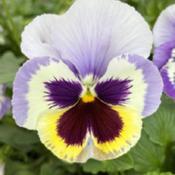 Uploaded by GigiAdeniumPlumeria