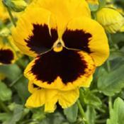 Uploaded by GigiAdeniumPlumeria