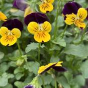 Uploaded by GigiAdeniumPlumeria