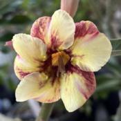 Uploaded by GigiAdeniumPlumeria