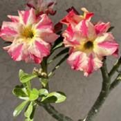 Uploaded by GigiAdeniumPlumeria