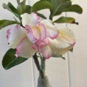 Uploaded by GigiAdeniumPlumeria