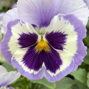 Uploaded by GigiAdeniumPlumeria