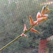 Uploaded by Santibambu