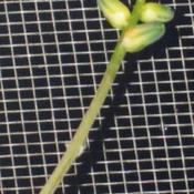 Uploaded by Santibambu