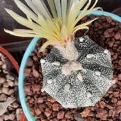 Uploaded by Santibambu