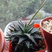 Uploaded by Santibambu