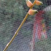 Uploaded by Santibambu