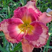 Uploaded by daniaday