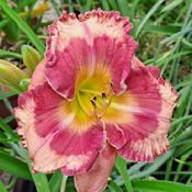 Uploaded by daniaday