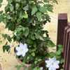 Beautiful Clematis still blooming in December 💖