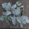 Helleborus x sternii 'Silver Dollar'
