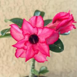 Uploaded by GigiAdeniumPlumeria