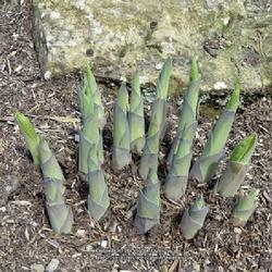 Uploaded by kniphofia