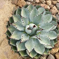 Uploaded by Baja_Costero