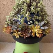 Posted by GigiAdeniumPlumeria