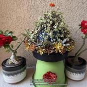 Posted by GigiAdeniumPlumeria