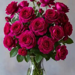 Uploaded by pawlrose