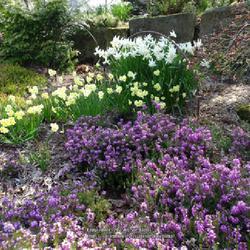 Uploaded by kniphofia