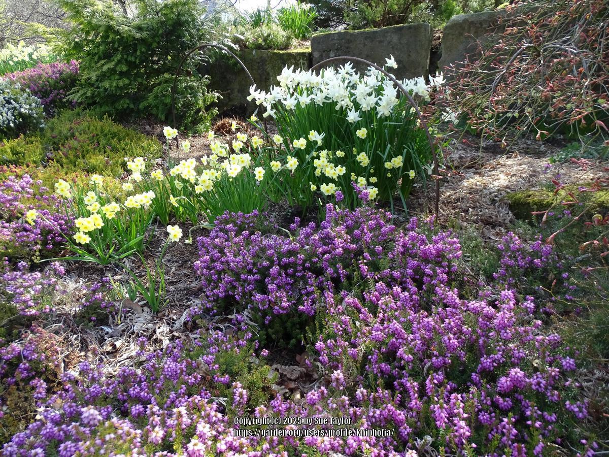 Uploaded by kniphofia