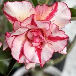 Uploaded by GigiAdeniumPlumeria