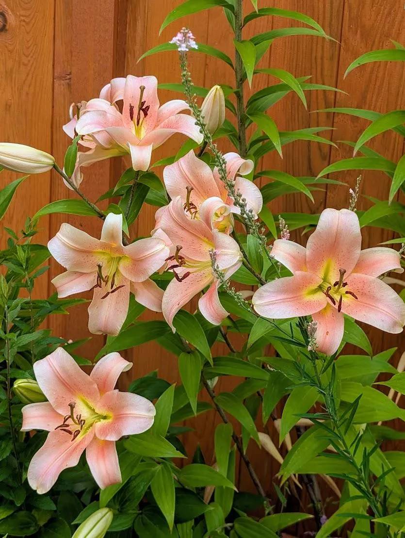 *liLy*さま Lily Bulbs - Zelmira | Flower Bulbs | Eden Brothers