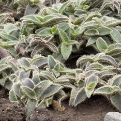 Uploaded by SL_gardener Uploaded by SL_gardener