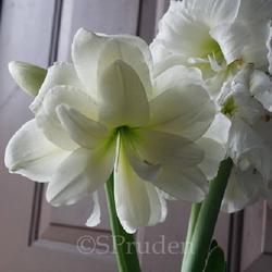 Uploaded by DaylilySLP Uploaded by DaylilySLP