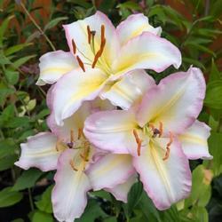 Uploaded by Joy Uploaded by Joy