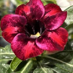 Uploaded by GigiAdeniumPlumeria