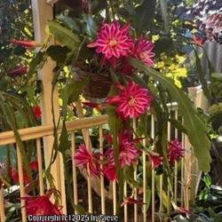 Uploaded by Hillsepicacti