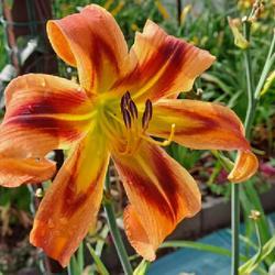 Uploaded by daniaday