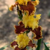 Uploaded by Artsee1 Uploaded by Artsee1