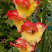 Uploaded by Joy Uploaded by Joy