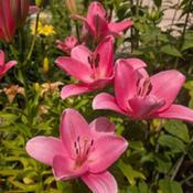 Uploaded by Joy Uploaded by Joy